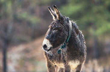 Donkeys are pretty tolerant of the rain, but this donkey doesn't look happy about it.