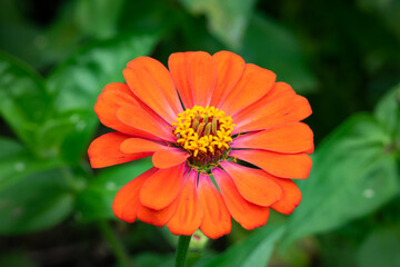 Red daisy flower in spring with green leaf in the background.