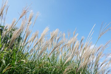 Beautiful Japanese silver grass flower sway in the wind Silver grass background blue sky. Miscanthus floridulus