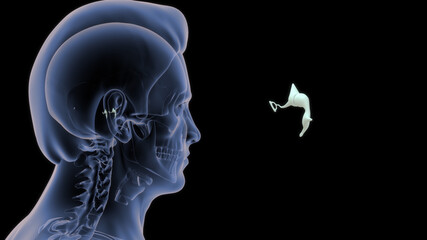 human medial wall of middle ear 3d illustration