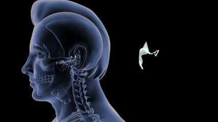 human medial wall of middle ear 3d illustration - obrazy, fototapety, plakaty