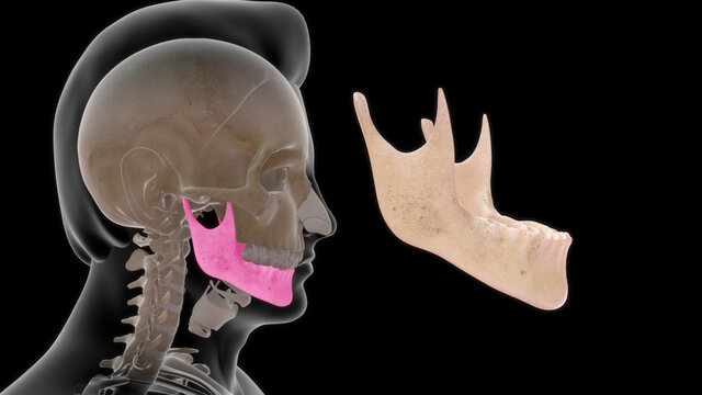 human mandible anatomy 3d illustration