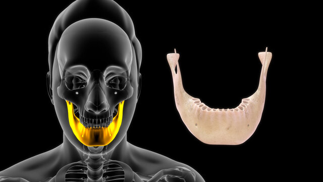 human mandible anatomy 3d illustration