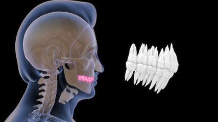 human upper and lower teeth anatomy 3d illustration