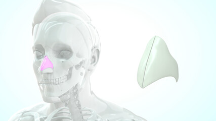 human nose lateral cartilage bone anatomy 3d illustration