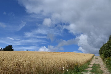 Fototapeta premium A field of oats under a blue sky, Sainte-Apolline, Québec, Canada