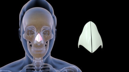 human nose lateral cartilage bone anatomy 3d illustration - obrazy, fototapety, plakaty