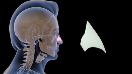  The lateral cartilage (upper lateral cartilage, lateral process of septal nasal cartilage) is situated below the inferior margin of the nasal bone, and is flattened, and triangular in shape.