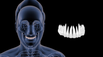 human upper and lower teeth 3d illustration
