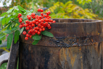 A green branch of mountain ash with red berries lies on an old wooden barrel. Rural scene. Autumn