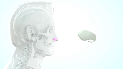 human greater alar cartilage bone anatomy 3d illustration
