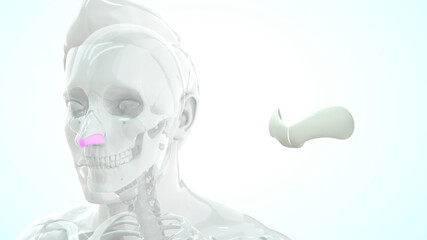 human greater alar cartilage bone anatomy 3d illustration