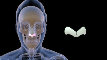human greater alar cartilage bone anatomy 3d illustration - obrazy, fototapety, plakaty
