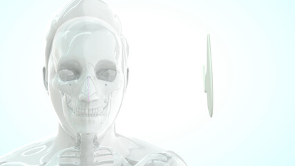 human septal cartilage anatomy 3d illustration