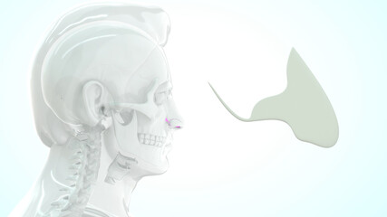 human septal cartilage anatomy 3d illustration