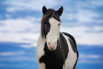 Fototapeta na wymiar Pony with blue eyes on the background of blue sky