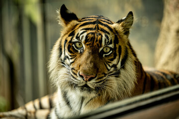 portrait of a tiger