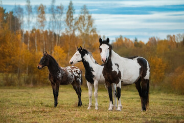 Three horses standing together in the field in autumn