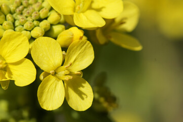 Fototapeta premium 白菜の花 白菜を収穫せずに放置すると春に菜の花のような黄色い花が咲きます