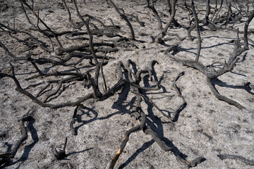 A Forest after a Wildfire