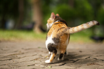 cute cat playing in the garden