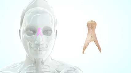 Nasal Bone in human skull 3d illustration