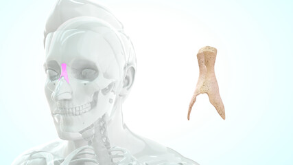 Nasal Bone in human skull 3d illustration