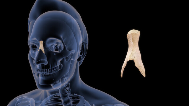 Nasal Bone in human skull 3d illustration