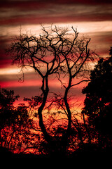 Firetree tree redsky sunset