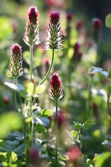 Blühender Inkarnat-Klee (Trifolium incarnatum)