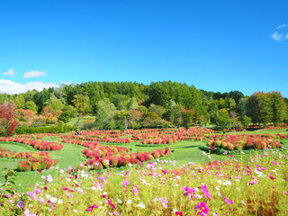 北海道の絶景 秋の園庭ゆにガーデン コキア畑風景