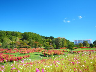 北海道の絶景 秋の園庭ゆにガーデン コキア畑風景