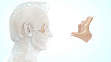zygomatic bone- the bone that forms the prominent part of the cheek and the outer side of the eye socket.