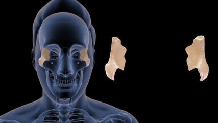 zygomatic bone- the bone that forms the prominent part of the cheek and the outer side of the eye socket.
