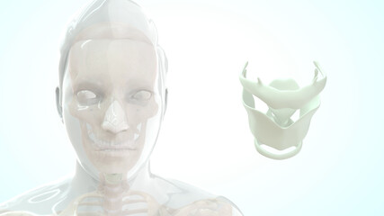 The hyoid bone (hyoid) is a small U-shaped (horseshoe-shaped) solitary bone, situated in the midline of the neck.