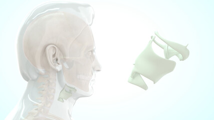 The hyoid bone (hyoid) is a small U-shaped (horseshoe-shaped) solitary bone, situated in the midline of the neck.