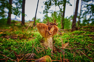 View to a mushroom that grows on autumn soil with pine needles and leaves.