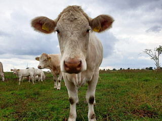 Fototapeta na wymiar Nahaufnahme Kuh mit Kalb auf der grünen Wiese
