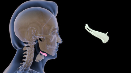 The hyoid bone is a ‘U’ shaped structure located in the anterior neck.