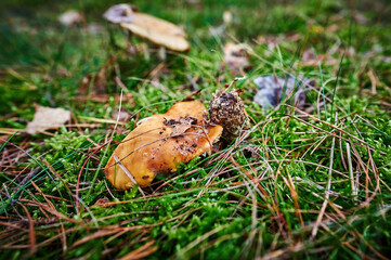 View to a mushroom that grows on autumn soil with pine needles and leaves.