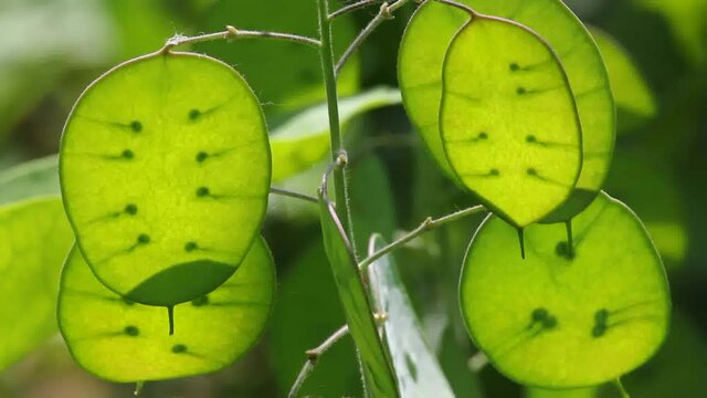 Translucent lunaria pods with ripening seeds.
This is a perennial herb. It is used in landscape design.
