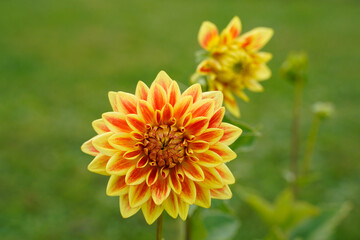 Bright dazzling magic dahlia flower growing in a field. Orange and yellow flower.