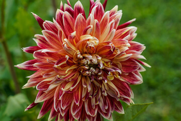 Large, colorful dahlia flower growing outdoors. Red, yellow, orange, white flower.