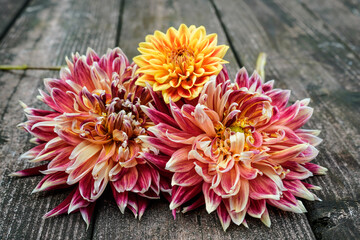 Two large, bright dahlia flower heads with one smaller dahlia on top. Old, plank wood background....