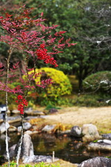 Obraz na płótnie Canvas 冬の日本庭園を彩る赤い実