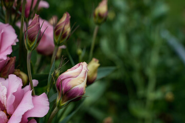 Pink lisianthus flowers growing in a flower garden. Focus on the flower buds. Rose like flower. Landscape orientation.