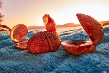 sea ​​shells