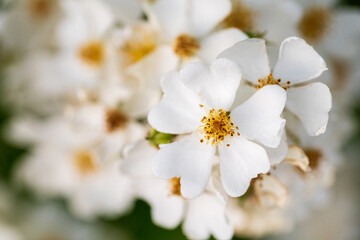 Fototapeta na wymiar A bouquet of white flowers with yellow stamens