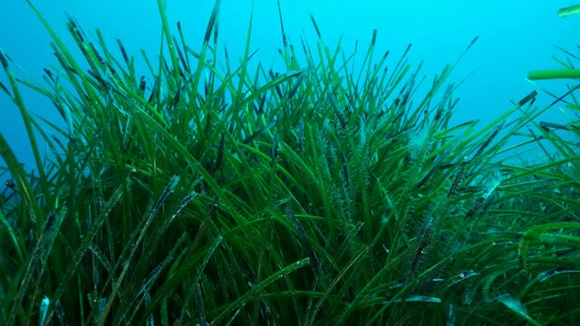 Dense thickets of green marine grass Posidonia, on blue water background. Close-up of the green seagrass Mediterranean Tapeweed or Neptune Grass (Posidonia). Mediterranean Sea, Cyprus