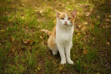 Naklejka na ściany i meble Portrait of a young ginger white cat in autumn garden.